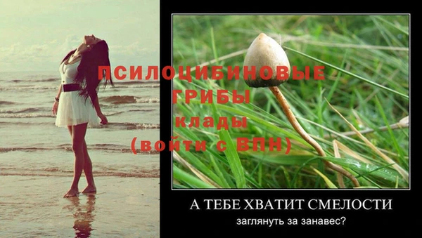 сатива Козловка